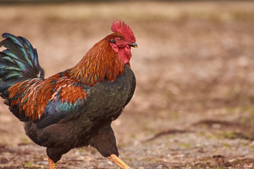 Rooster  free range. Cock walking in a farm.