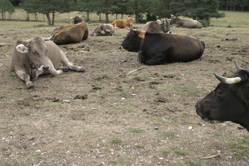 Cow in field of Madrid. Spain