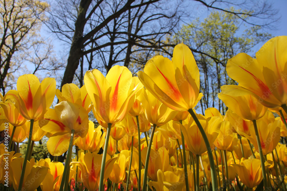 Wall mural Field of yellow beautiful tulips with red stripes close up. Look up to blue sky. Spring time in Keukenhof flower garden, Netherlans, Holland