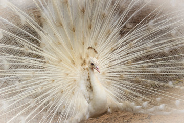 Beautiful white peafowl with feathers out. White male peacock with spread feathers. Albino peacock with fully opened tail.