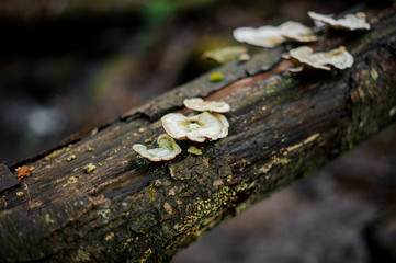 Wild mushrooms growing on the log with a moss on the blurred background of the mountain river
