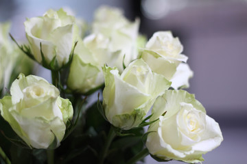 White roses as a background. White roses. Blossom
