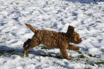 cockapoo playing with stick in snow