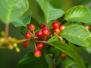 Frangula alnus