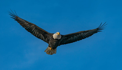 Bald Eagle in Flight  - A bald eagle flies overhead with wings outstretched Chilkat river, Haines, Alaska.