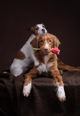 the dog hugs another dog. Pet with flower. Friendship, Nova Scotia Retriever and Jack Russell Terrier