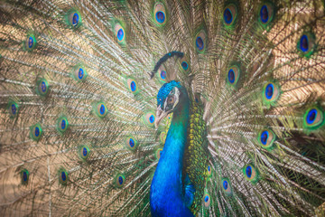 Obraz premium Beautiful peacock showing beautiful plumage and spreading tail-feathers in breading season.