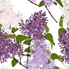 Botanical seamless pattern with Blossoming violet lilac flowers branch. Modern floral pattern for textile, wallpaper, print, gift wrap, greeting or wedding background.