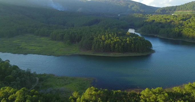 green pine forest in tuyen lam lake