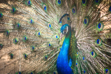 Obraz premium Beautiful peacock showing beautiful plumage and spreading tail-feathers in breading season.