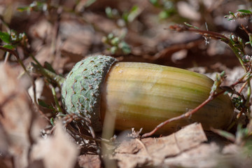 Acorn