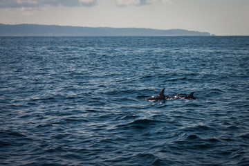 Fototapeta premium Two dolphins in Pacific ocean near Costarica