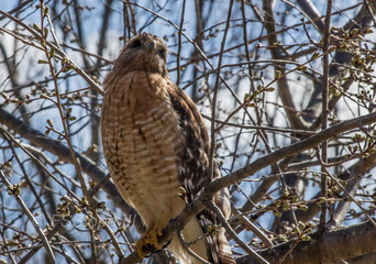 Broad-Winged Hawk 7
