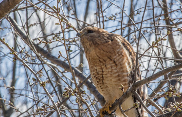 Broad Winged Hawk 6