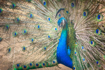 Obraz premium Beautiful peacock showing beautiful plumage and spreading tail-feathers in breading season.