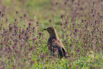 Common Cuckoo Birds