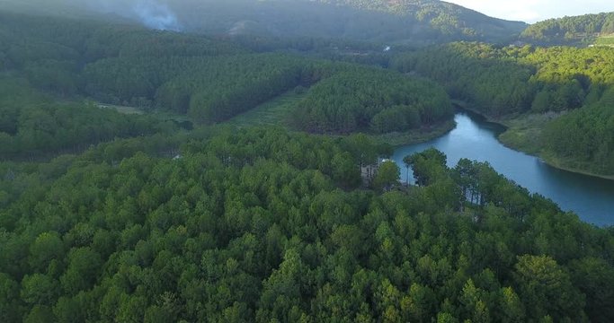 green pine forest in tuyen lam lake