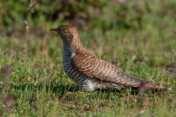 Common Cuckoo Birds