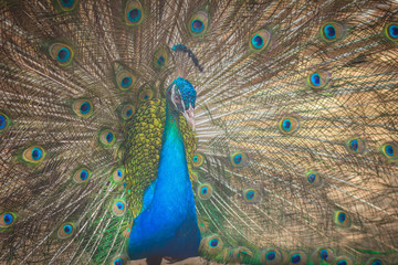 Obraz premium Beautiful peacock showing beautiful plumage and spreading tail-feathers in breading season.