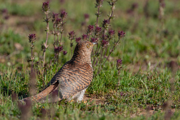 Common Cuckoo Birds