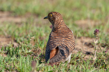 Common Cuckoo Birds