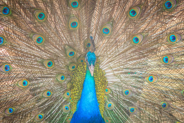 Obraz premium Beautiful peacock showing beautiful plumage and spreading tail-feathers in breading season.