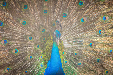 Obraz premium Beautiful peacock showing beautiful plumage and spreading tail-feathers in breading season.