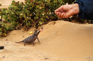 Chamaeeon (Chamaeleonidae) - Namibia Africa