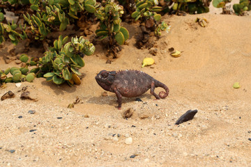 Chamaeeon (Chamaeleonidae) - Namibia Africa