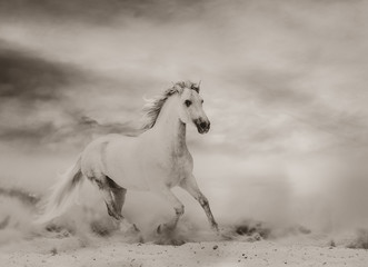 Obraz na płótnie Canvas Beautiful white stallion