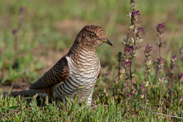 Common Cuckoo Birds