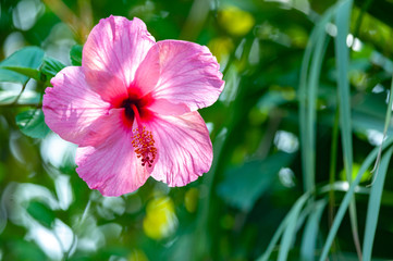Beautiful hibiskus flower © Mari_art