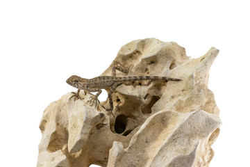 Close up tree lizard or garden lizard climbed up to stand on the rock. Isolated on white background.