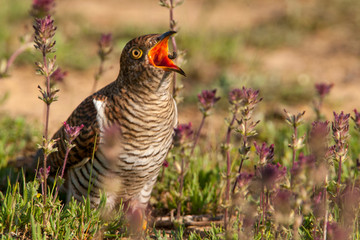 Common Cuckoo Birds