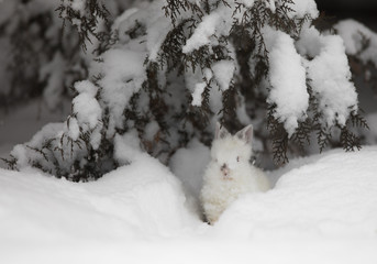 white hare in winter in the forest