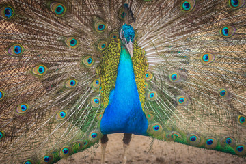 Naklejka premium Beautiful peacock showing beautiful plumage and spreading tail-feathers in breading season.