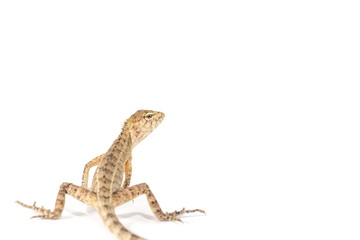 Close up tree lizard or garden lizard is turn back looking isolated on white background.