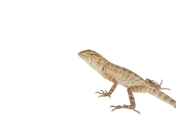 Close up tree lizard or garden lizard isolated on white background.