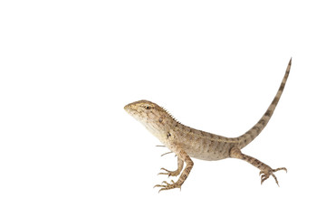 Close up tree lizard or garden lizard isolated on white background.