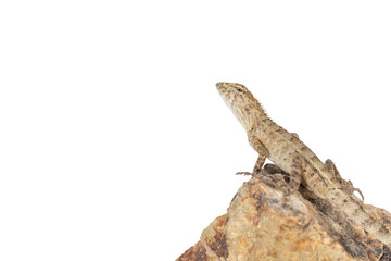 Close up tree lizard or garden lizard climbed up to stand on the rock. Isolated on white background.