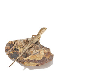 Close up tree lizard or garden lizard climbed up to stand on the rock. Isolated on white background.