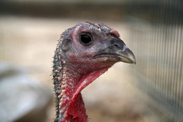 portrait of a turkey