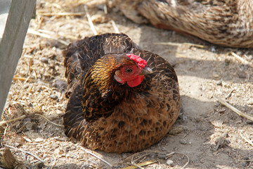 portrait of chicken