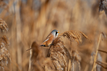 Bearded Reedling Birds