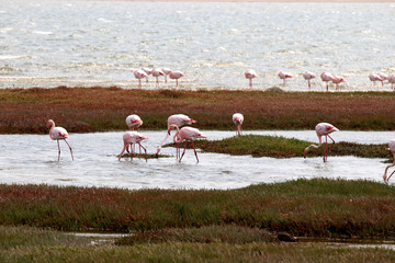 Flamingos (Phoenicopteridae) - Namibia Africa