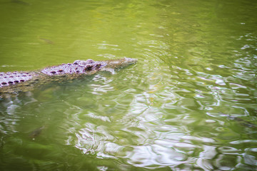Crocodile and fishes are swimming in the clear river.