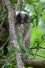  Eared owl