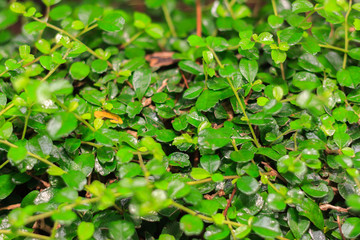 Green leaves are background. This are tridax procumbens and used blur technique to see element's leaves.