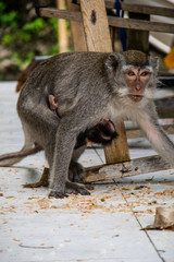 Macacos       indonesia