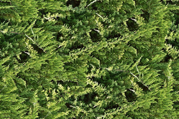 seamless texture, green spruce branches